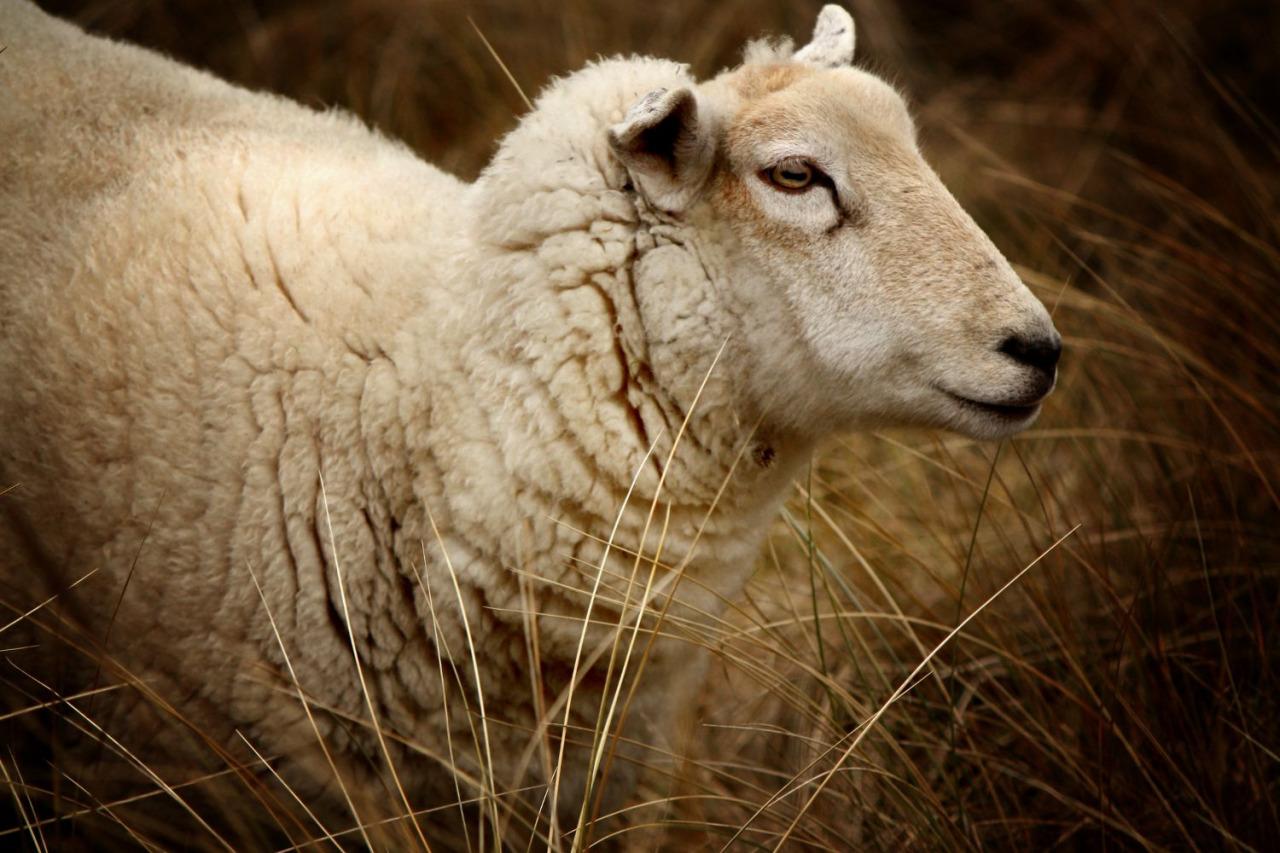 Sheep in the Rye
