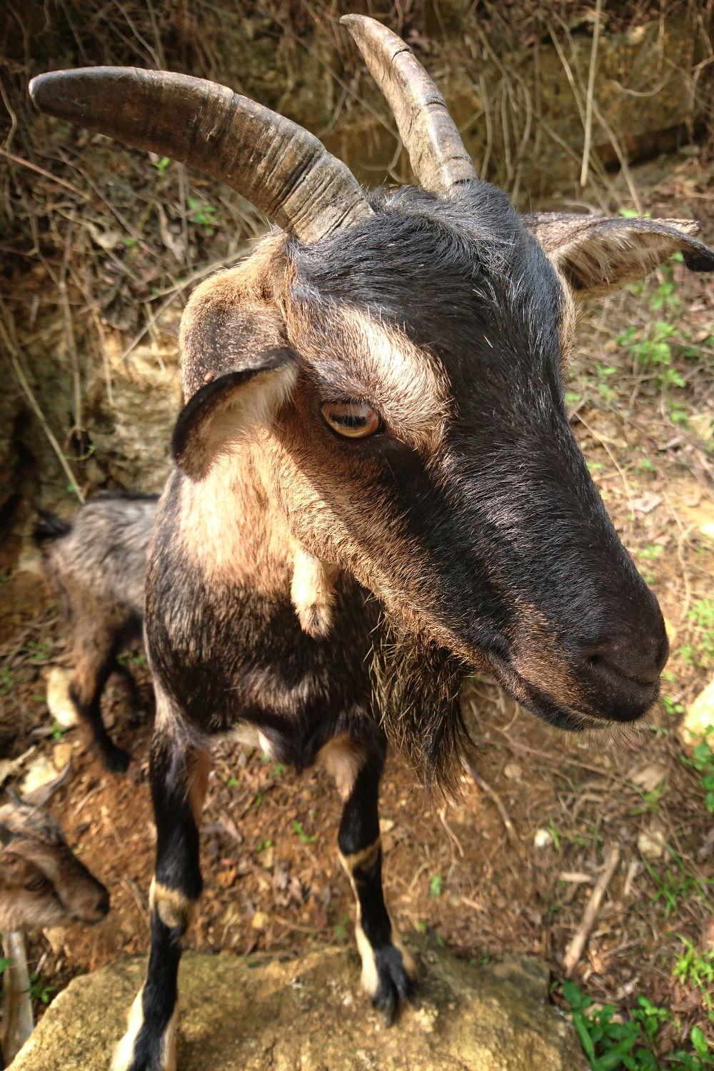 Curios Goat