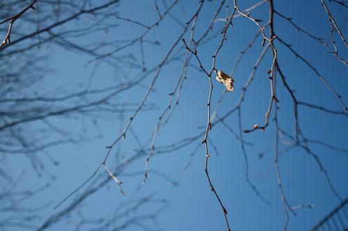 Spring comes