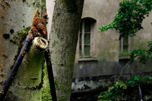 Hedge Shears