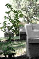 The Gallipoli Campaing