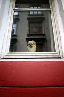 Dog in Window