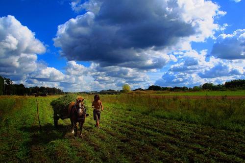 Harvest