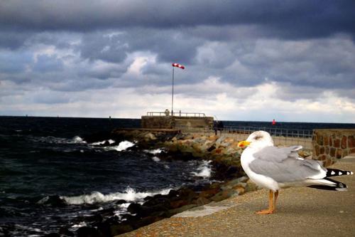 Seagull