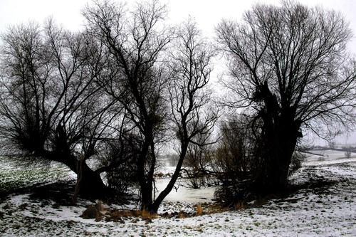Frozen Pond
