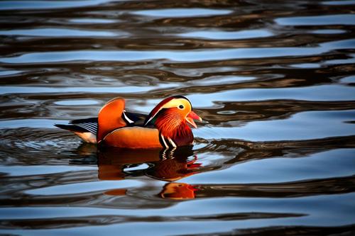 Mandarin