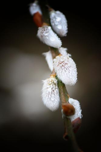 Catkin