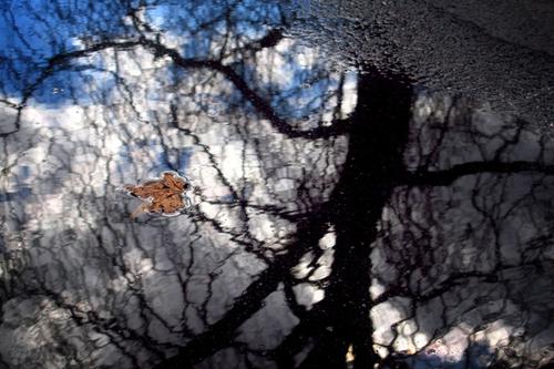 Leaf