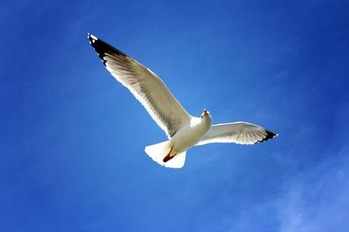 In the Air