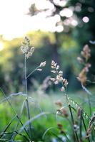 Grass Flowers
