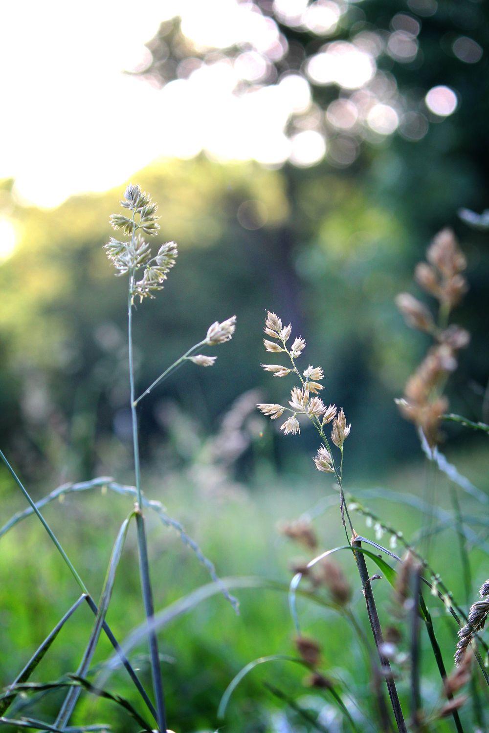 Grass Flowers