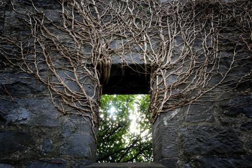 Entwined