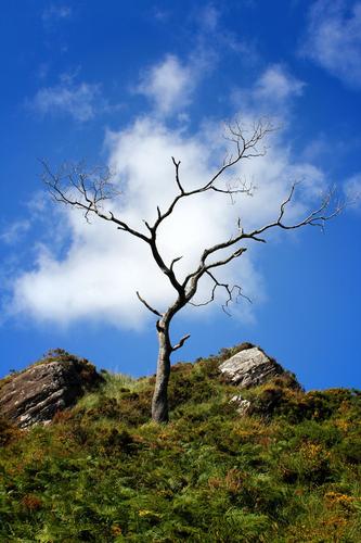 Tree of Clouds