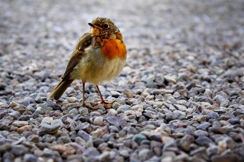 Robin