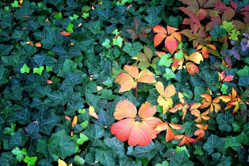 Hedera Helix