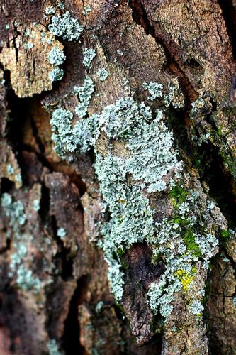 Cyan Crust