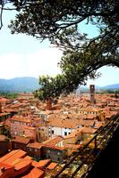 Lucca View