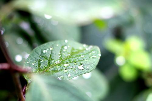 Leaf feat Drops