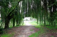 Willow Curtain