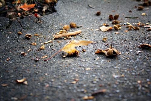 Remains of Autumn