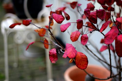 Red Leafs