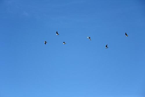 Doves