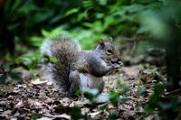 Grey Squirrel