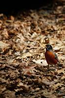 Bird on Leafs