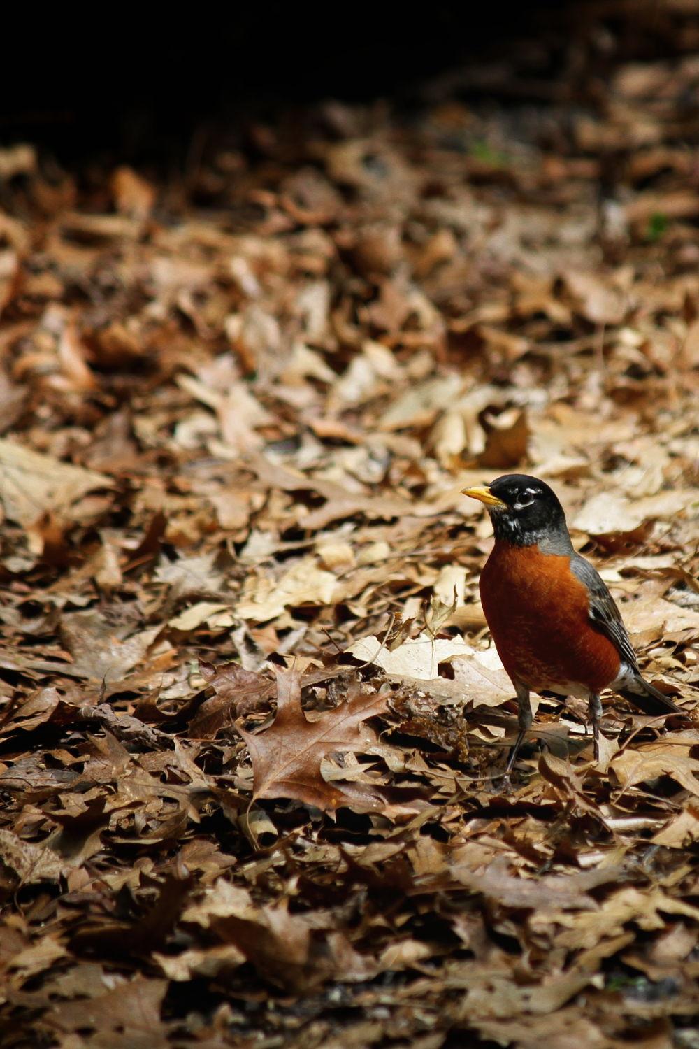 Bird on Leafs