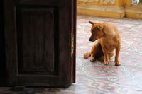 Dog on Tiles
