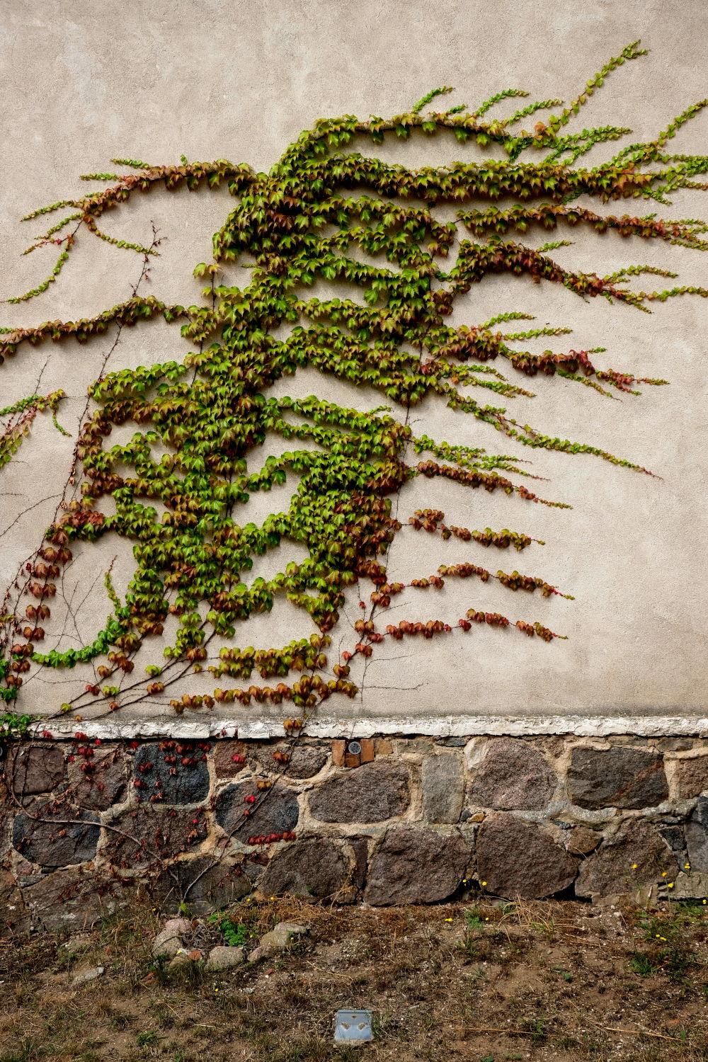 Ivy on wall