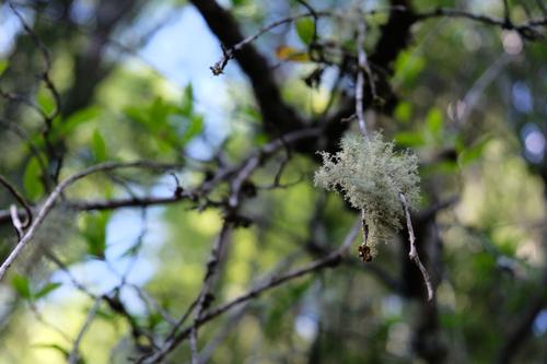 Beard Lichen