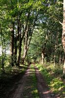 Track Way