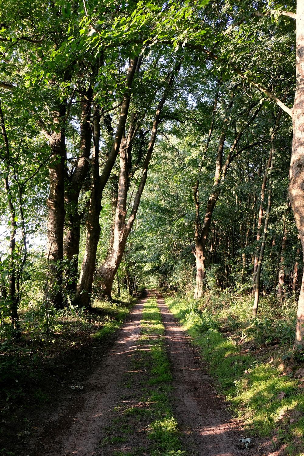 Track Way