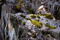 Moss Valleys